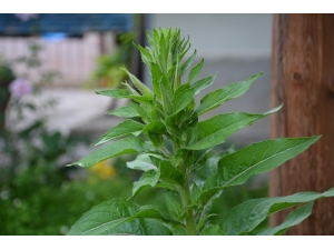 Bu Çiçek Sadece Ezanın Okunmasıyla Açıyor