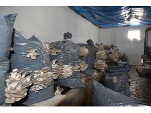 Düzce Üniversitesi Tıbbi Ve Yenilebilir Mantar Üretimine Başladı