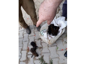 Balıkesir’de Bulunan Kurt Yavruları Bursa’da Koruma Altına Alındı.