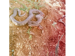 Kahramanmaraş’ta Yılan Paniği
