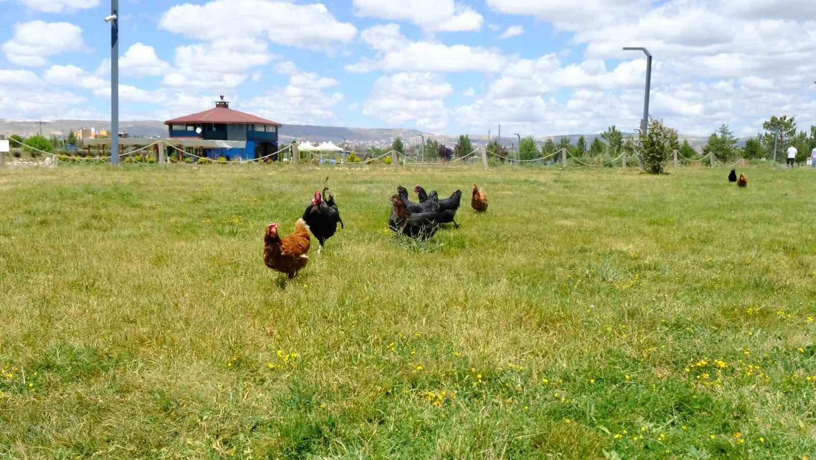 keneyle-mucadelede-gezici-tavuk-kumesi-uygulamasi