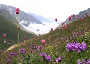 Doğu Karadeniz Bitkilerin Gen Merkezi