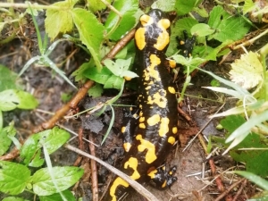 Kahramanmaraş’ta Sarı Benekli Semender Bulundu