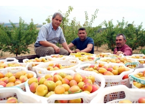 Kayısıda Bu Yıl Rekolte De Fiyatlar Da Beklentiyi Karşılamadı