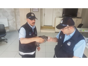 Yaralı Güvercinin İmdadına Zabıta Yetişti