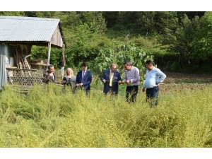 "Ayancık Keten Bezi" Tescillendi