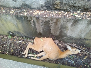 Sulama Kanalına Düşen Karaca Telef Oldu