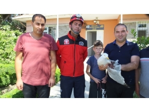 Balıkesir’de İtfaiyenin Yolda Bulduğu Yaralı Martı Tedaviye Alındı