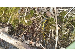 Anadolu Benekli Semenderi Görüntülendi