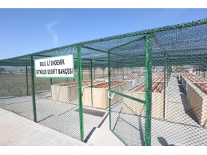 Bolu’da, Koruma Altındaki Doğal Salepler Çiçek Açtı