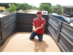 Keşan’da Yılın İlk Buğdayı 2.10 Tl’den Satıldı