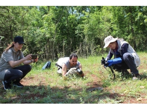 Nesli Tükenmekte Olan Yılan Bulundu