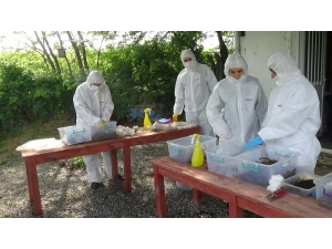 Biyolojik Yangın “Calosoma” İle Kontrol Altında