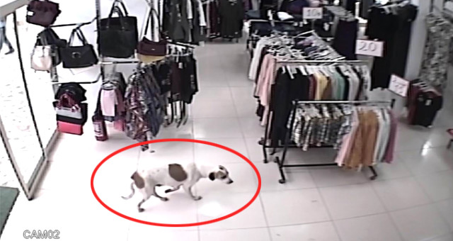 Yağmurdan Kaçıp Mağazaya Sığınan Köpek, Zehirlenerek Öldürüldü