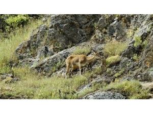 Yeni Doğmuş Dağ Keçileri Görüntülendi