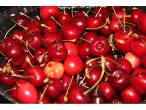 Kiraz Her Derde Deva, Karpuza Dikkat