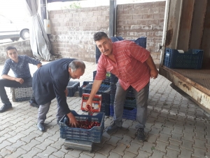 Şaphane’de Kiraz Alımı Başladı