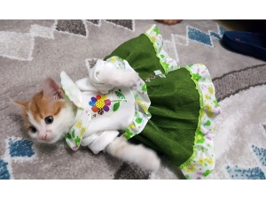 Sevimli Kedi İlgi Odağı Oldu