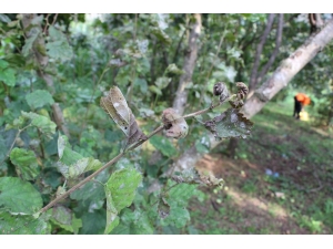 Fındıkta Külleme Yine Kapıyı Çaldı