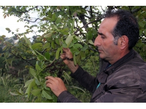 Şebin Cevizini Don Vurdu