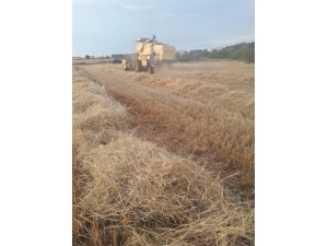 Tmo Hububat Alımına Başlıyor