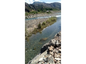 Baraj Kapakları Kapatılınca Çok Sayıda Balık Telef Oldu