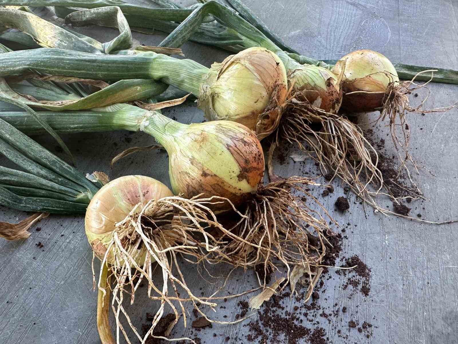 kuru-sogan-ciftcinin-yuzunu-guldurdu