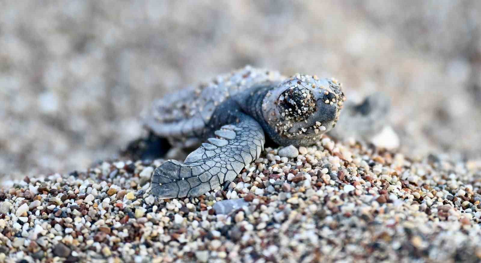 antalya-da-caretta-caretta-yavrulari-denizle-bulustu