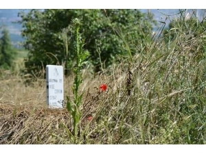 Sosyal Medyadan Mezarlık Temizliği Çağrısı