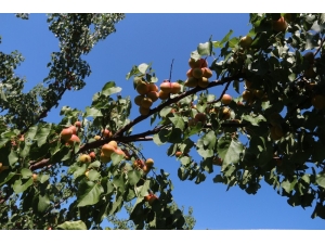 Kayısı 80 Kuruşa Düştü