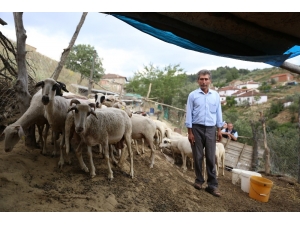 Göçten Vazgeçip Hayvancılığa Başladılar