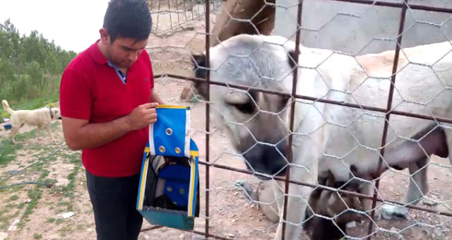 Yavru Kurtları Emziren Kangal Köpeği, Herkesi Hayran Bıraktı