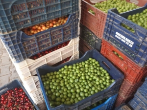 Şaphane’de Erik 4 Liradan Alıcı Buluyor