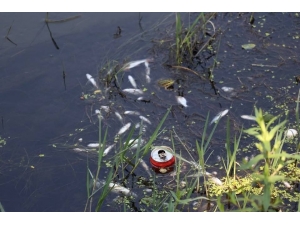 Sakarya’nın Çark Deresi’nde Toplu Balık Ölümleri Meydana Geldi