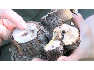 Bu Hastalık Üzüm Asmalarını Kurutuyor