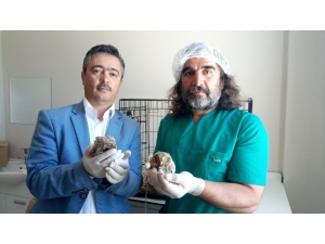 Yavru Kukumav Kuşları Tedavi Altına Alındı