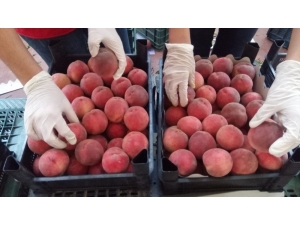 İhracatta Şeftali Ve Nektarin Bereketi