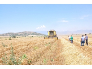 Türkiye’nin Tahıl Ambarı Güneydoğu’da Buğday Ve Arpa Hasadı Başladı