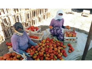 Manisa’da Yerli Domateste Hasat Zamanı