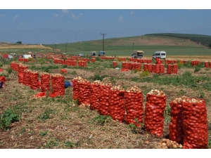 Amik Ovası’nda Soğan Hasadı
