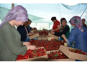 Manisa’da Kiraz Üreticisini İhracatçılar Vurdu