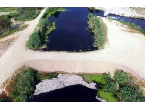 Balıklar Zehirlenmeden Değil Oksijen Yetersizliğinden Ölmüş