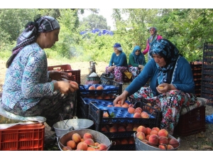 Bursa’da Şeftali Hasadı Ve Fiyatları Yüzleri Güldürdü