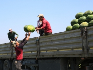 Karpuzun Rusya’ya İhracat Beklentisinde Hayal Kırıklığı