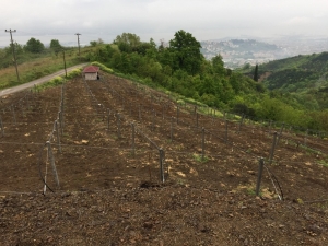 Büyükşehir’den Kocaeli’de Kivi Üretimine Destek