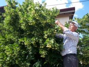 Ihlamur Hasadı Başladı