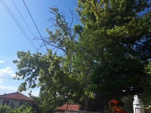 2 Asırlık Çınarın Kuruyan Dalları Tehlike Saçıyor