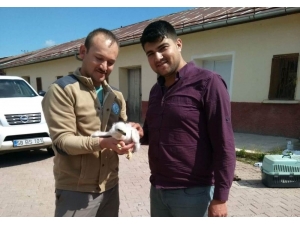 Sivas’ta Kaçakçılardan Kurtarılan Yavru Kartal Şanlıurfa’da Koruma Altına Alındı