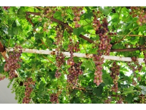 Sarıgöl’de Haziran Üzümü İlgi Gördü