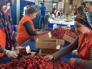 Kiraz 25 Gün Erken Olgunlaştı Fiyatlar Dalgalandı